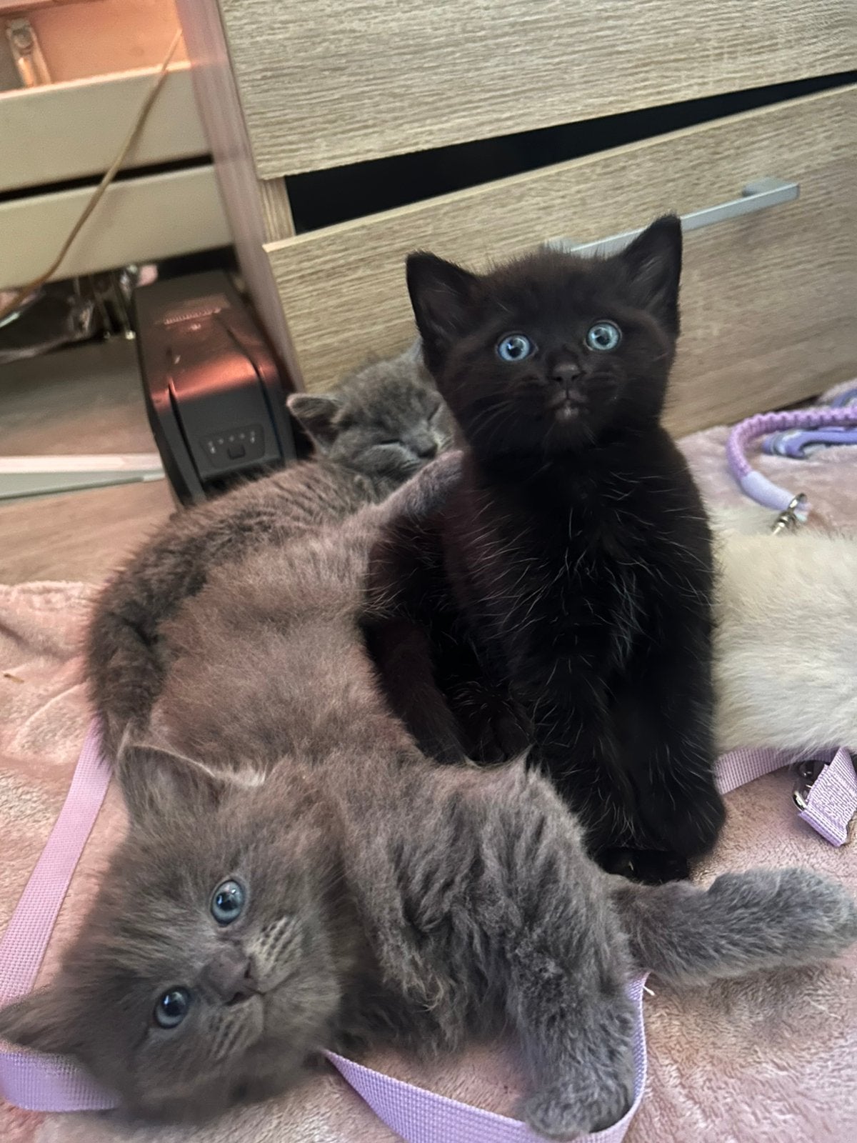 Nog 1 kitten te koop! Ophalen in Bergeijk zie beschrijving, Meerdere dieren, Kortharig, 0 tot 2 jaar
