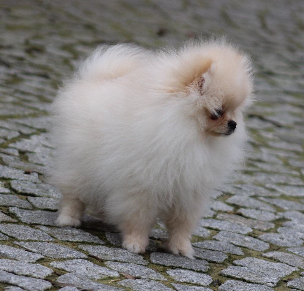 Pomeriaan pup, België, Keeshond, CDV (hondenziekte), 8 tot 15 weken