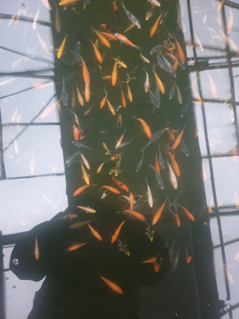 Baby Koi, Ophalen