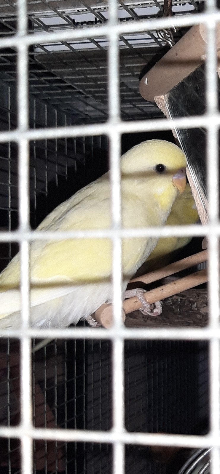 jonge grasparkiet, Dieren en Toebehoren, Geslacht onbekend, Parkiet
