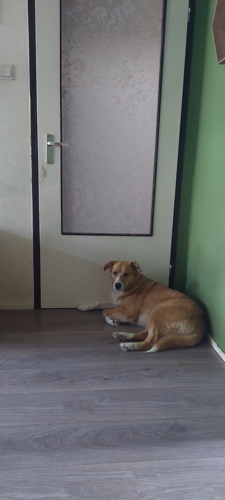 nieuw baasje gezocht voor aussie van 5 jaar, Parvo, Teef, Eén hond, 3 tot 5 jaar