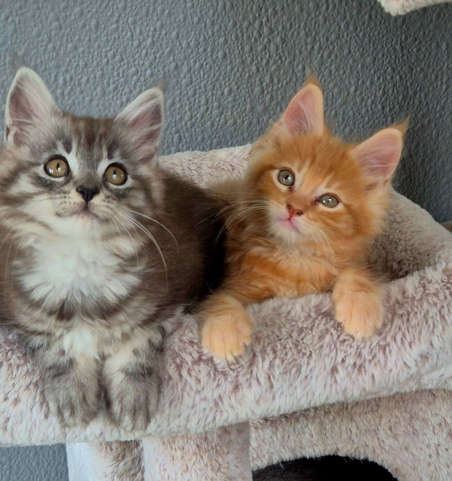 Maine Coon kitten Gevaaccineerd en ontwormt rasecht, Meerdere dieren, Ontwormd, 0 tot 2 jaar