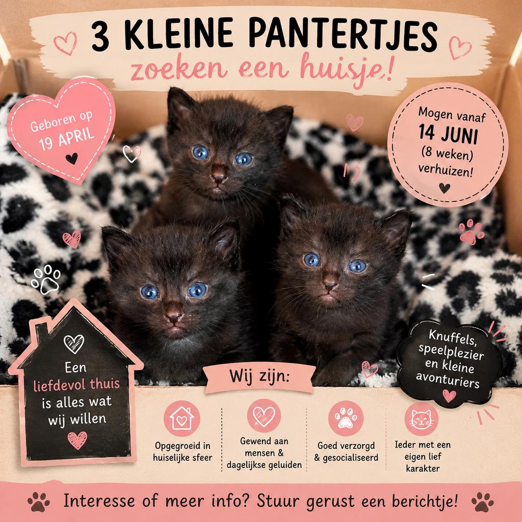 3 kittens, Dieren en Toebehoren, Meerdere dieren