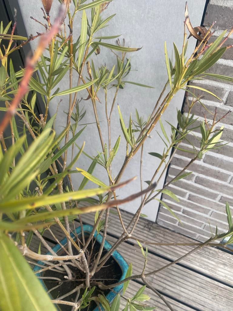 Grote Oleander in pot - Mediterrane sfeer, Overige soorten, Volle zon, Vaste plant, Ophalen of Verzenden
