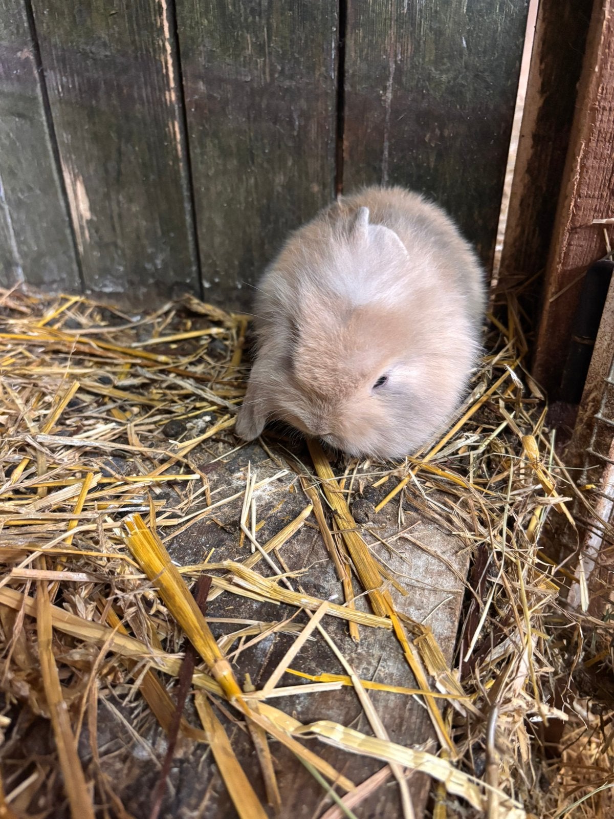 Hangoortjes, Dieren en Toebehoren, Knaagdieren, Juni, Meerdere dieren, Overige typen, Tam