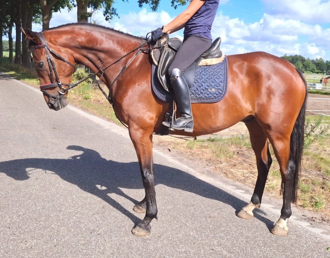 Topbrave 6 jr recreatie-manege ruin 1,68, Dieren en Toebehoren, Ruin, 3 tot 6 jaar, Met stamboom, B