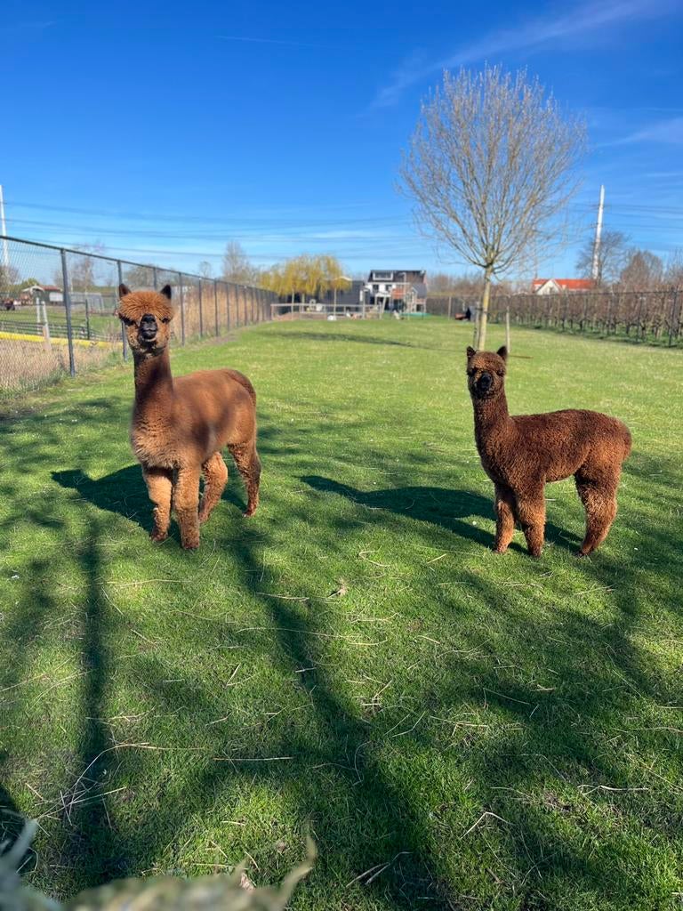 Hele mooie Alpacawol aangeboden - eerste vacht - bruin, Ophalen