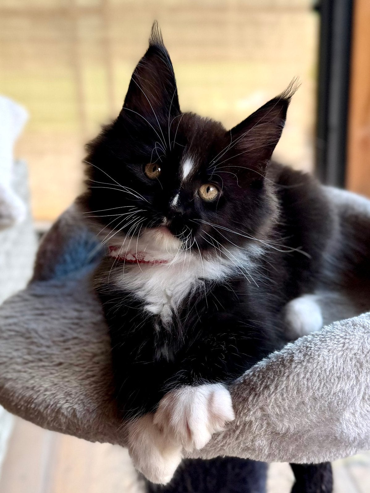 Maine Coon kitten Stamboom dna getest, Kater, Met stamboom, 0 tot 2 jaar