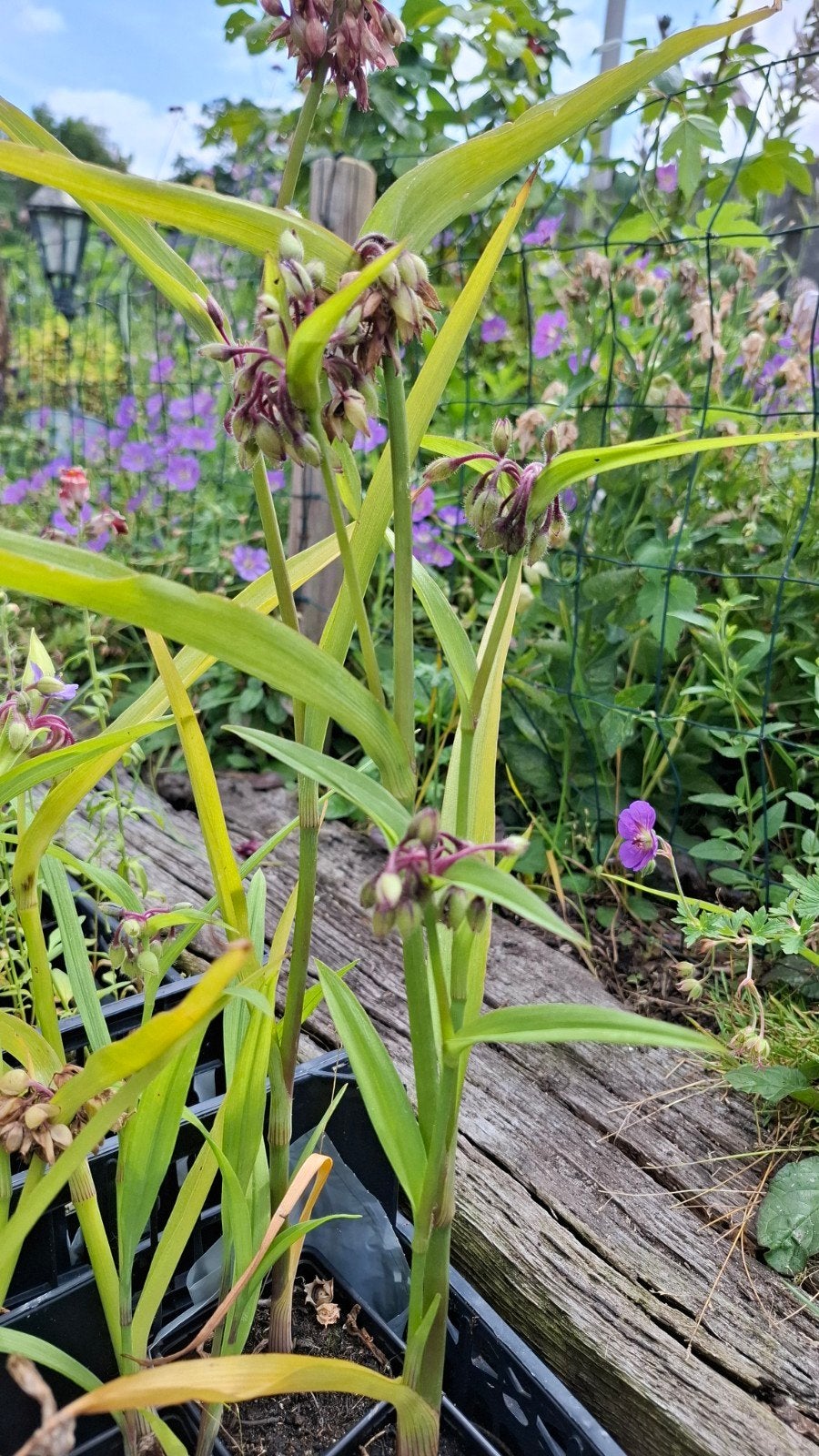 Eendagsbloem paars te koop, Tuin en Terras, Planten | Tuinplanten, Ophalen, Overige soorten, Volle zon