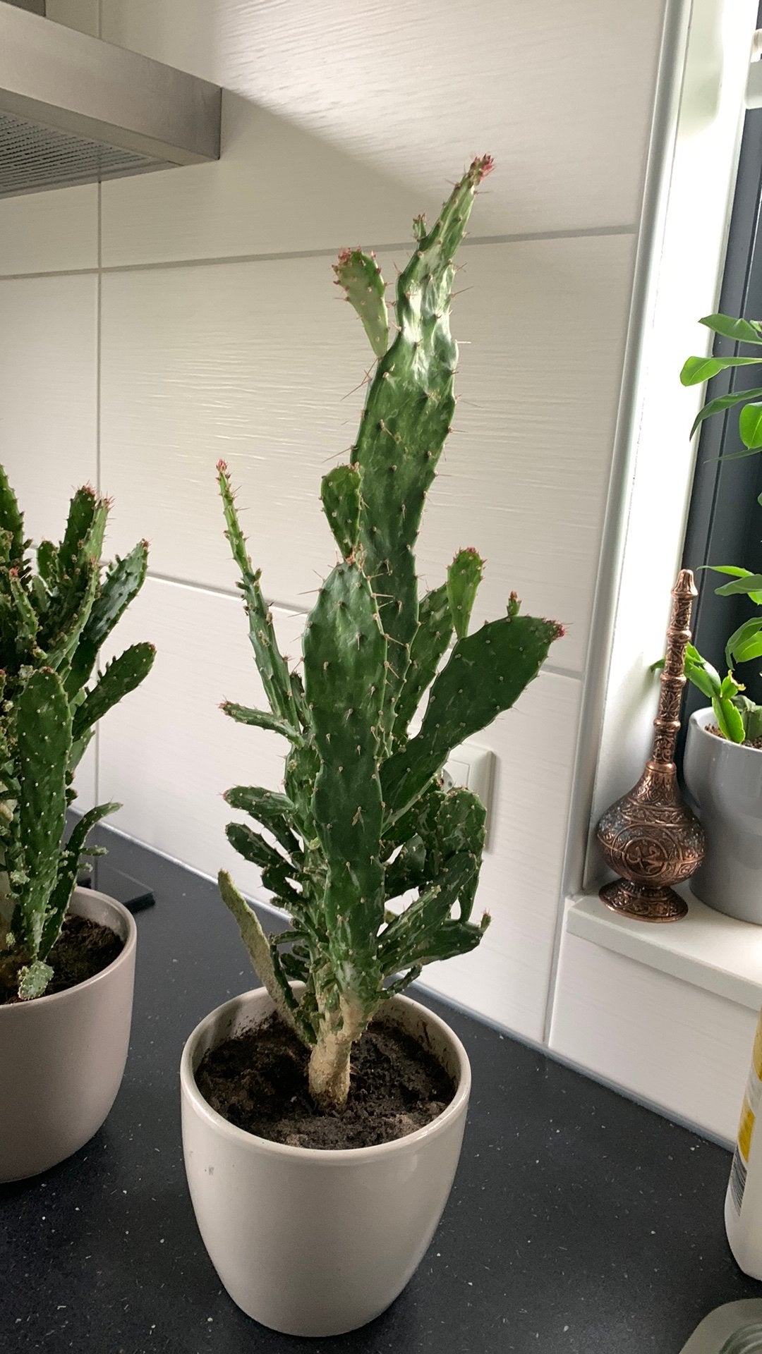 Cactus plant met pot €10, Huis en Inrichting, Ophalen, Cactus, Volle zon, Minder dan 100 cm