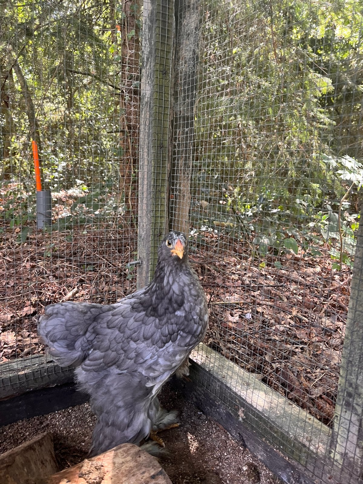 2 blauwe brahma hennen, Dieren en Toebehoren, Pluimvee, Vrouwelijk, Kip