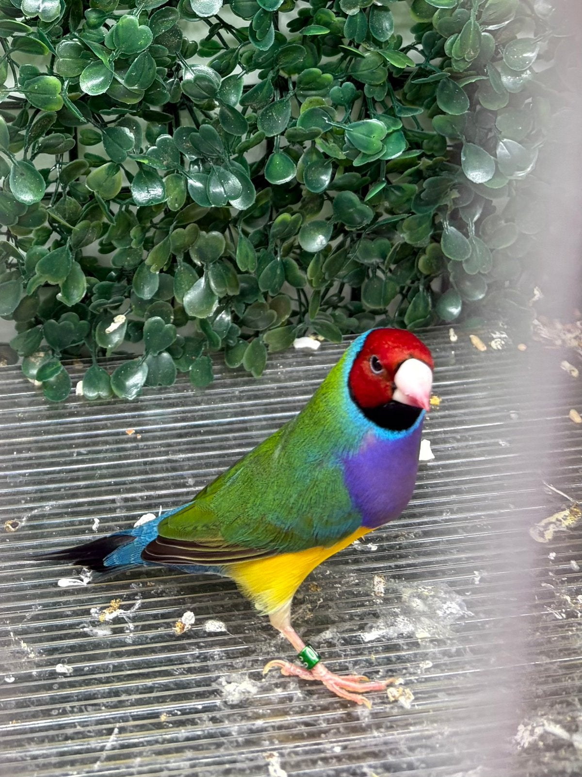 Gouldamadine man RK PB, split blauw, Dieren en Toebehoren, Mannelijk, Tropenvogel, Geringd