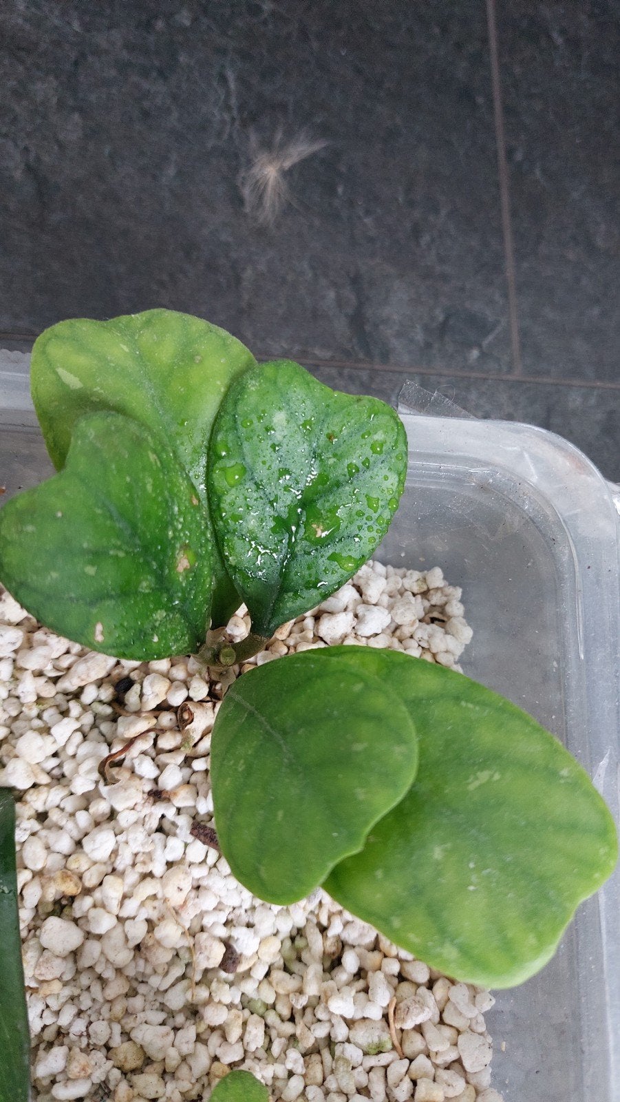 Hoya deykeae, Ophalen of Verzenden, Halfschaduw, Minder dan 100 cm