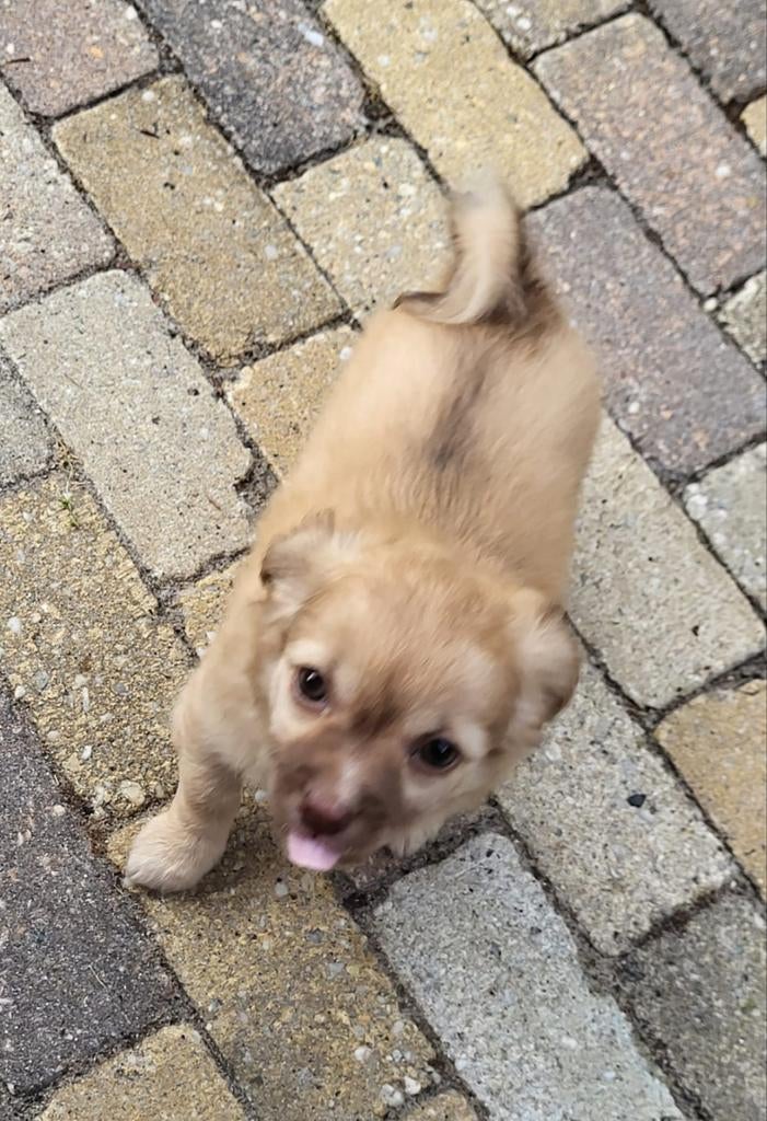 Lief Chihuahua teefje wegens omstandigheden, Dieren en Toebehoren, Honden | Chihuahua's en Gezelschapshonden, Teef, Eén hond, Chihuahua