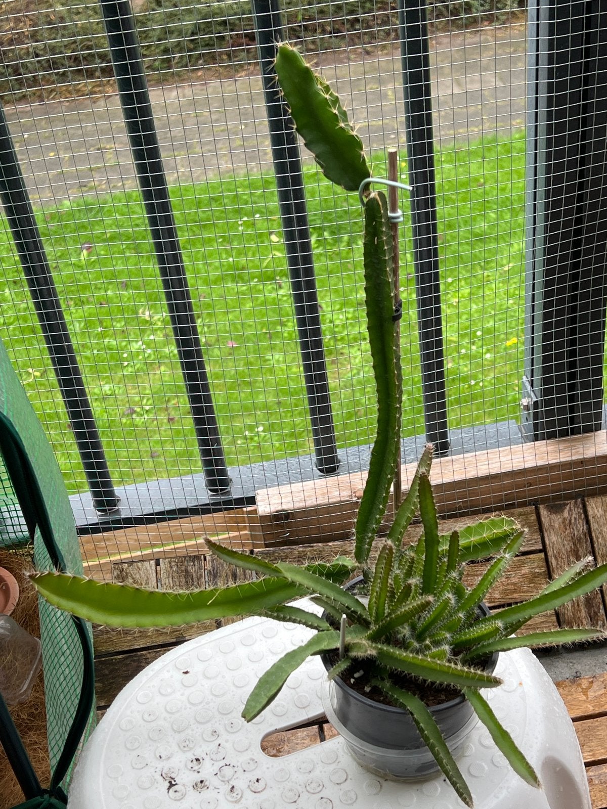 Drakenfruit plant (Pitaya) - Tropische cactus, Volle zon, Vaste plant, Ophalen of Verzenden, Zomer