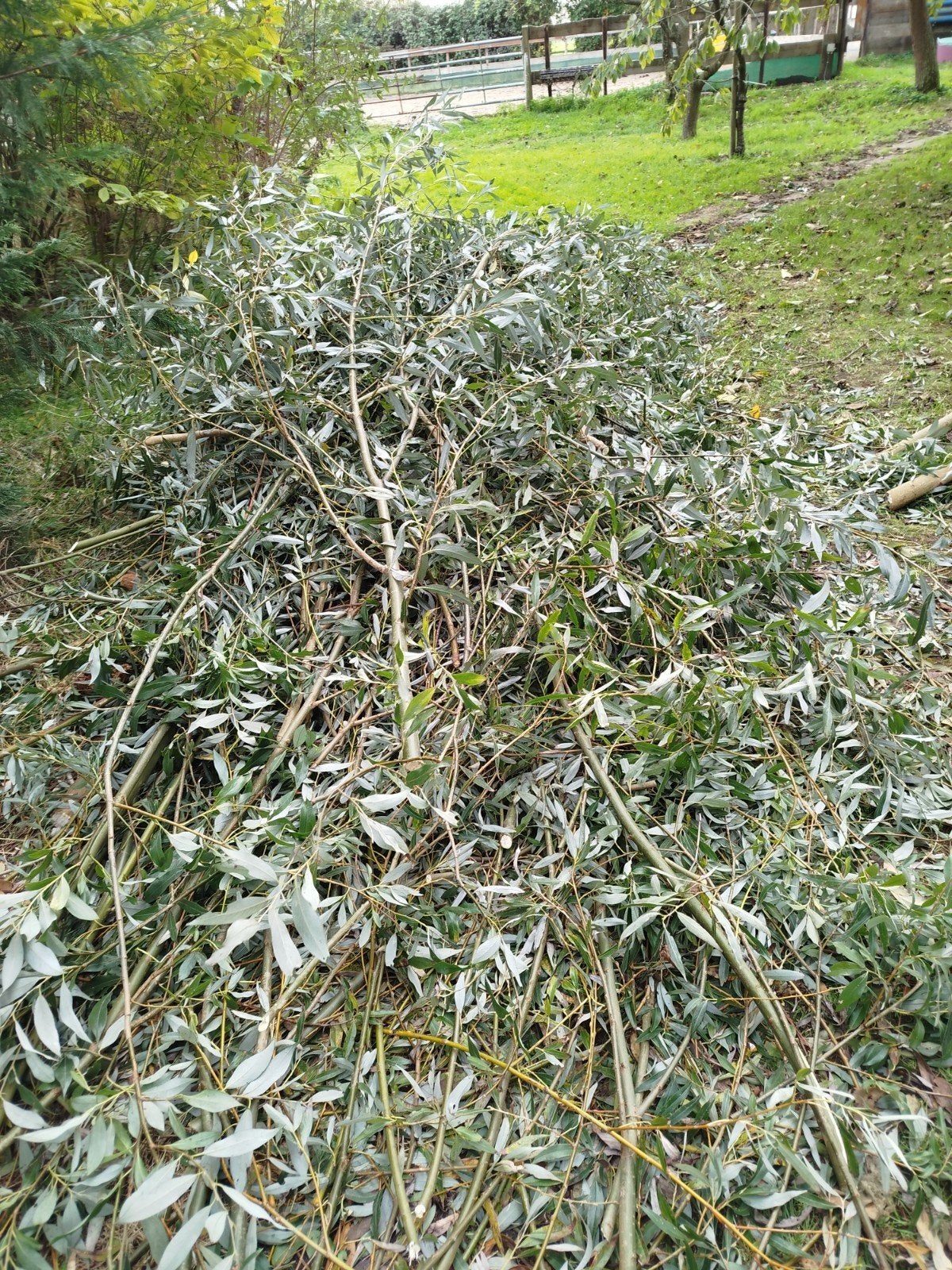 wilgentakken gratis, Ophalen, Overige soorten, Minder dan 100 cm
