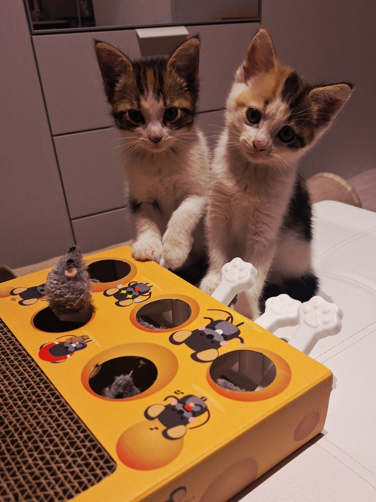 2 kittens (vrouwtjes), Dieren en Toebehoren, Katten en Kittens | Overige Katten, Poes