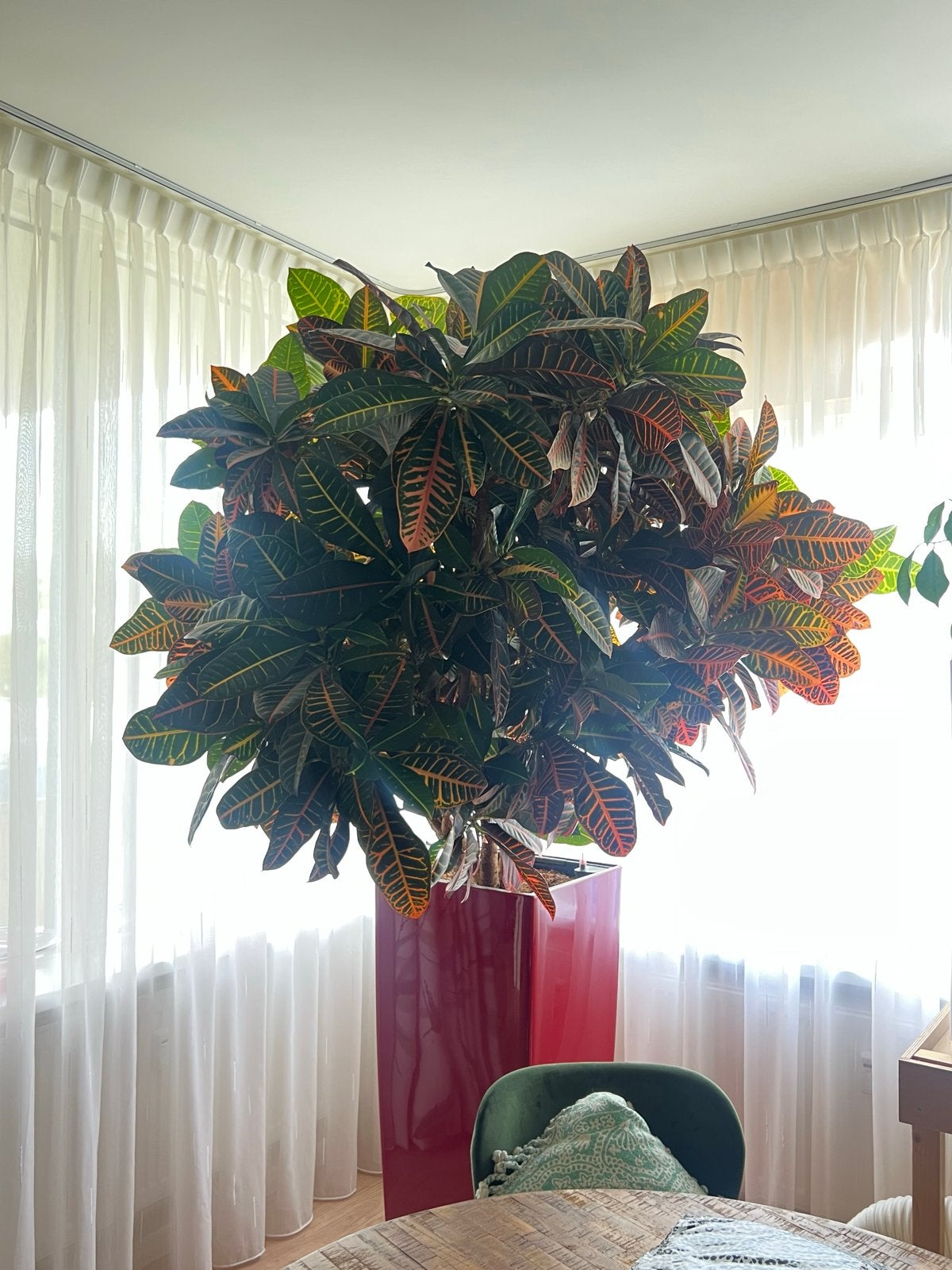 Grote Croton plant in Lechuza pot - Tropische sfeer, Ophalen, Overige soorten, Halfschaduw, In pot