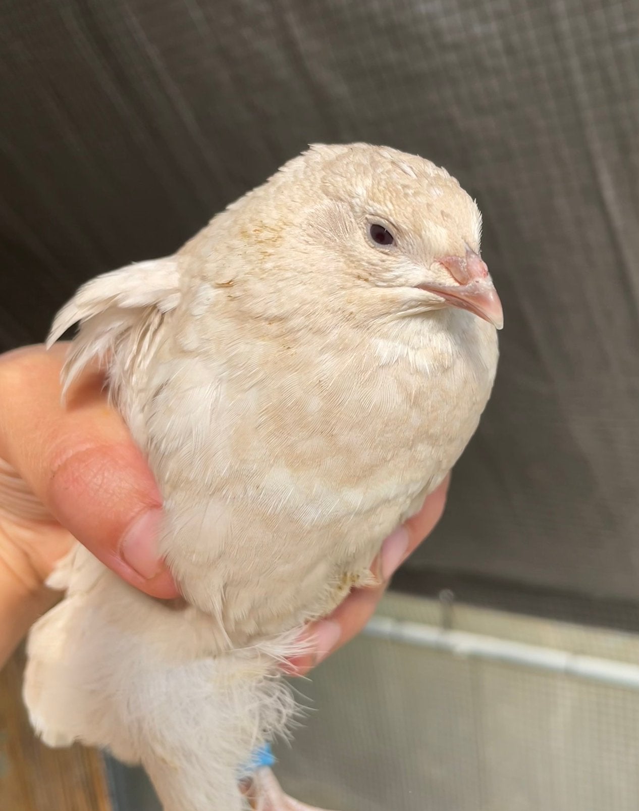 Japanse kwartelhanen, celadon, mooie kleuren, Meerdere dieren, Overige soorten