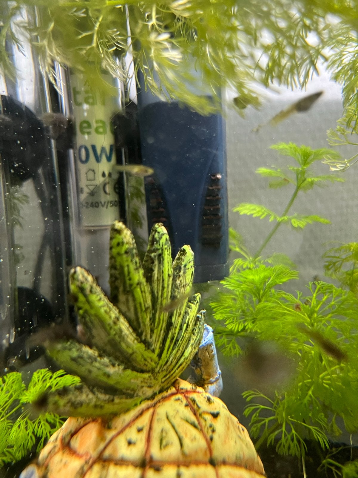 Jonge Guppy,s Gratis, Dieren en Toebehoren