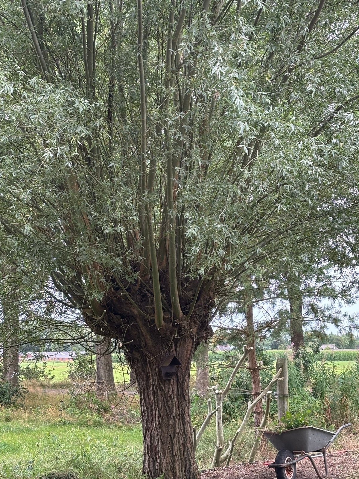 Verse wilgentakken voor diverse doeleinden, Ophalen, Overige soorten, Struik, 250 cm of meer
