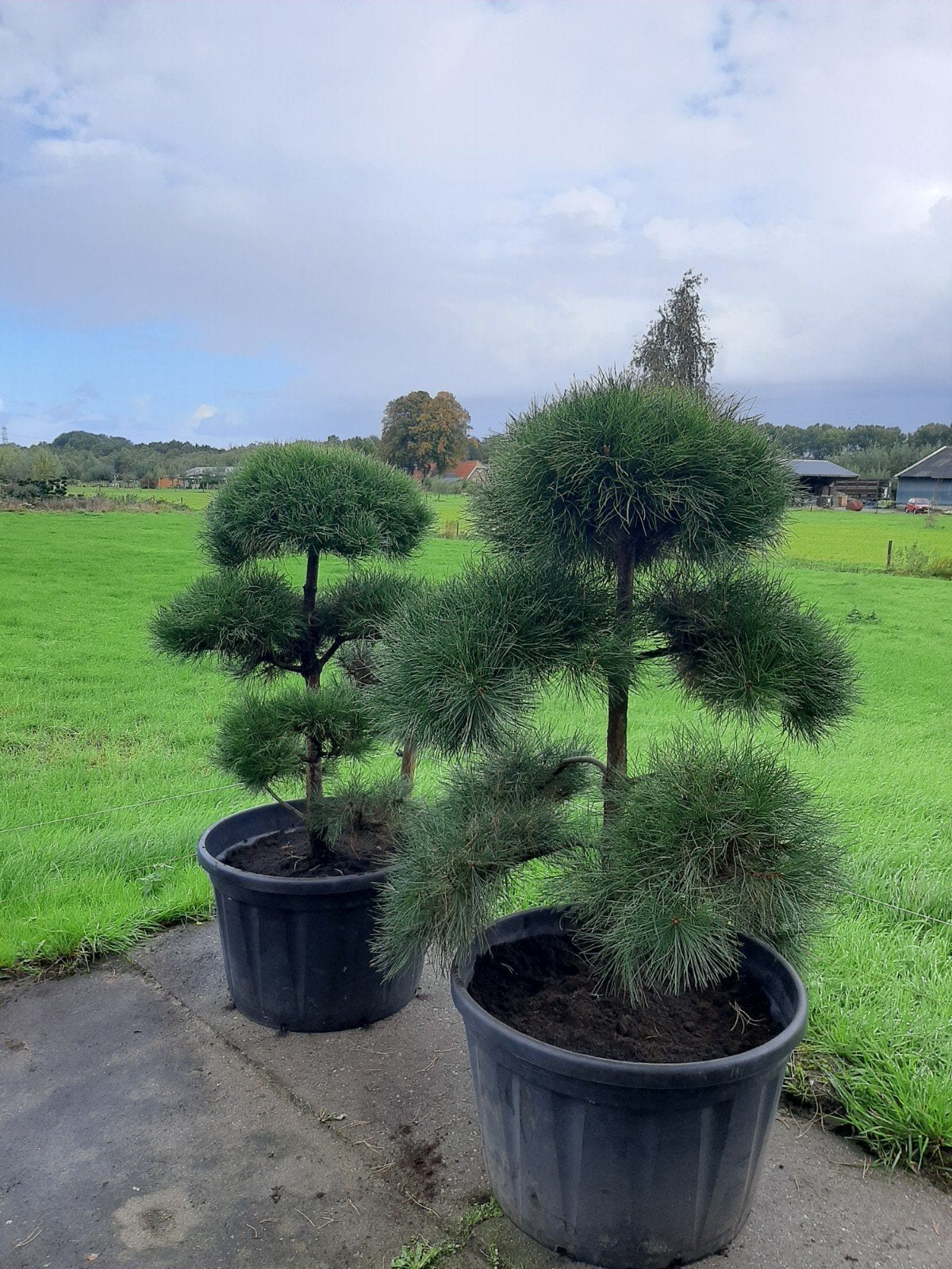Pinus Nigra Nigra Tuinbonsai - Potgekweekt, Tuin en Terras, Volle zon, Vaste plant, Bloeit niet, Ophalen