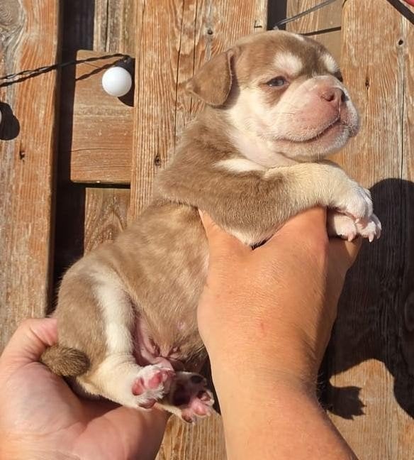 Franse bulldog pups, Dieren en Toebehoren, Parvo, Nederland, Reu, 8 tot 15 weken