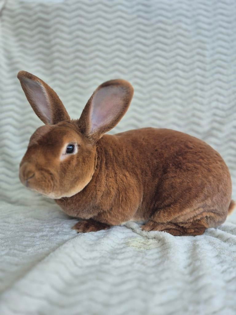 Rex konijn geel, Dieren en Toebehoren, Konijnen, Mannelijk