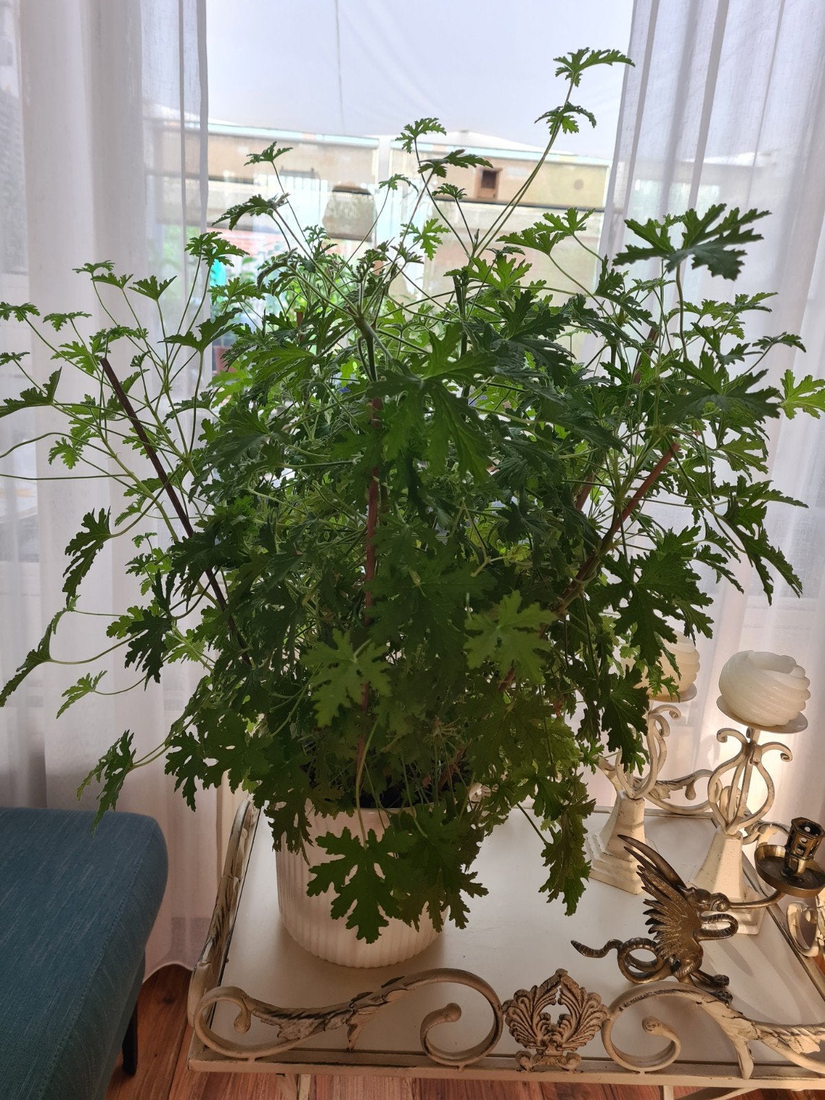 mooie grote CITROENPLANT Citroen geranium 80cm, Ophalen, Overige soorten, Halfschaduw, Minder dan 100 cm