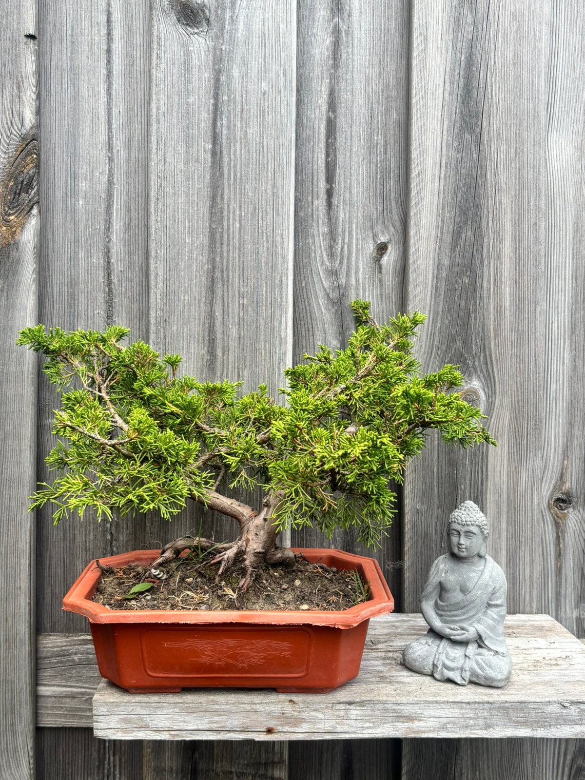 Juniper Itoigawa pre bonsai, Ophalen, Bloeit niet, Halfschaduw, Overige soorten