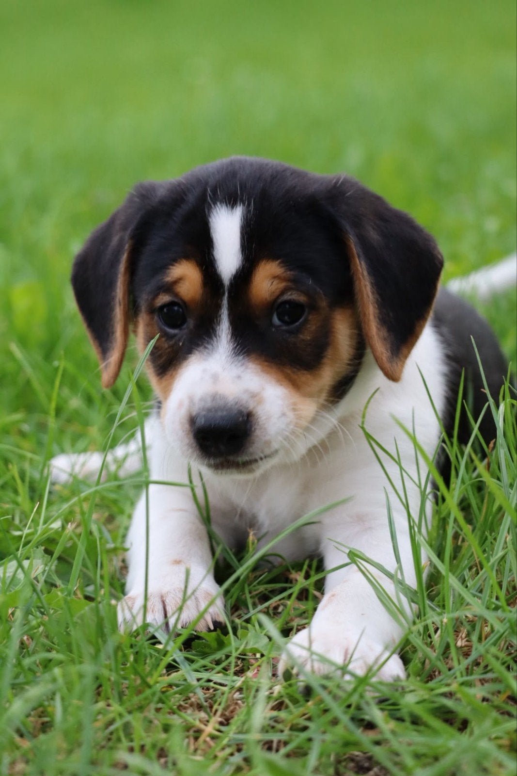 Boerenfox puppies, Jack Russell Terriër, 8 tot 15 weken, Meerdere, Meerdere dieren