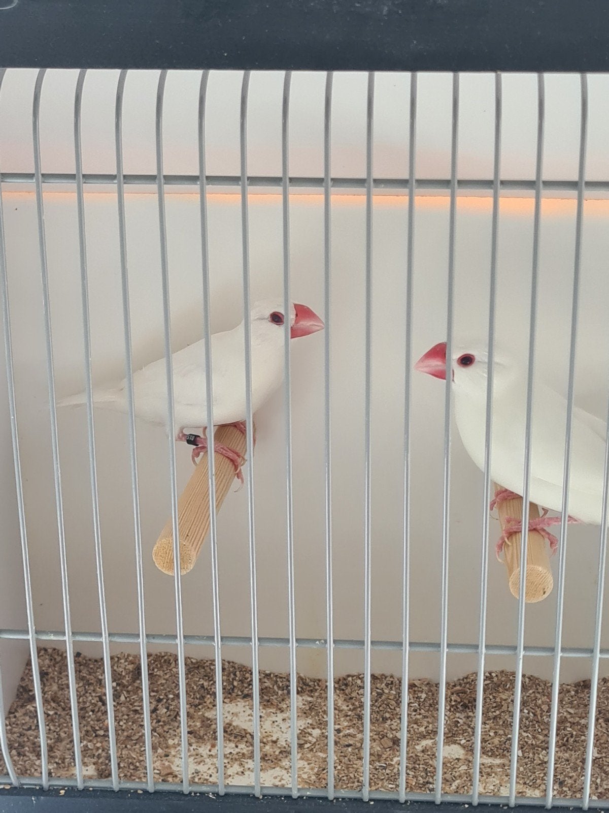 wildkleur en witte rijstvogels, Dieren en Toebehoren, Meerdere dieren, Tropenvogel, Geringd