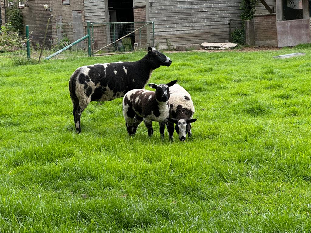 Schapenwol bonte schapen, Dieren en Toebehoren, Schapen, Geiten en Varkens, Vrouwelijk, Schaap