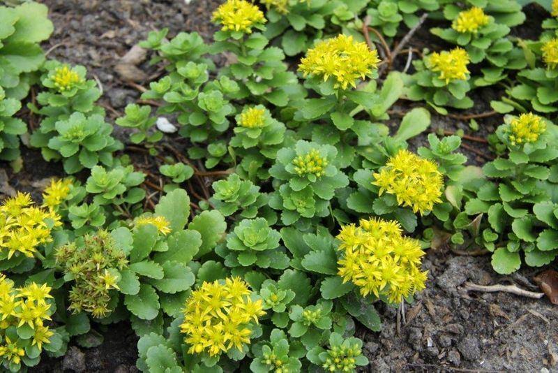 Sedum vaste plant, Ophalen, Bodembedekkers, Volle zon, Vaste plant