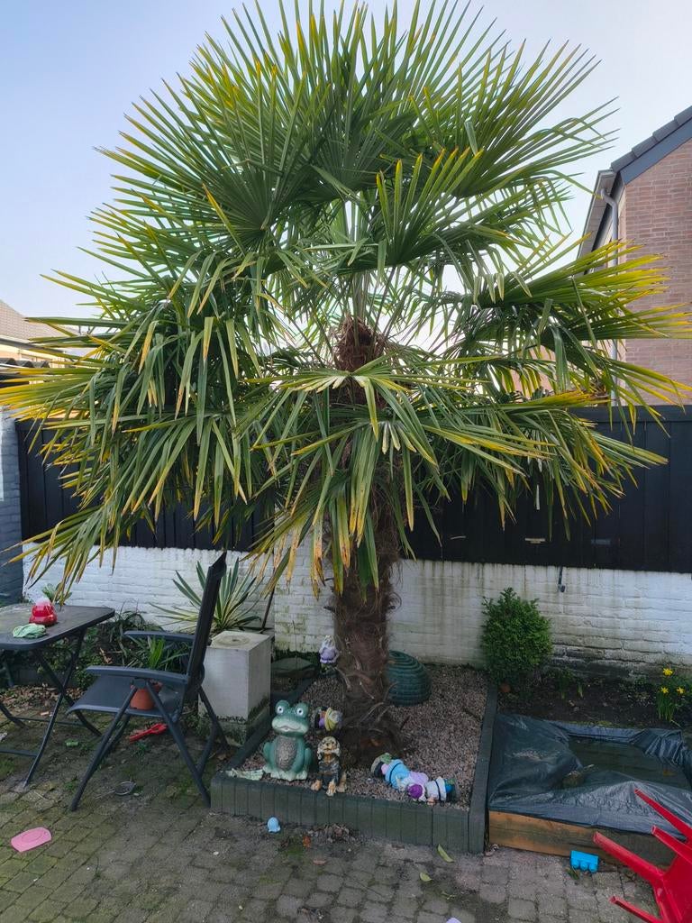 Winterharde Palmboom van +-3 meter te koop, Tuin en Terras, Planten | Tuinplanten, Volle zon, Vaste plant, Zomer, Ophalen