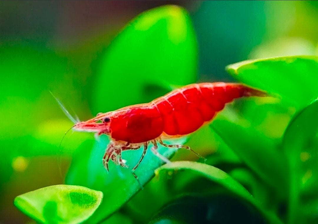 6 red cherry shrimp, Kreeft, Krab of Garnaal, Zoetwatervis, Schoolvis