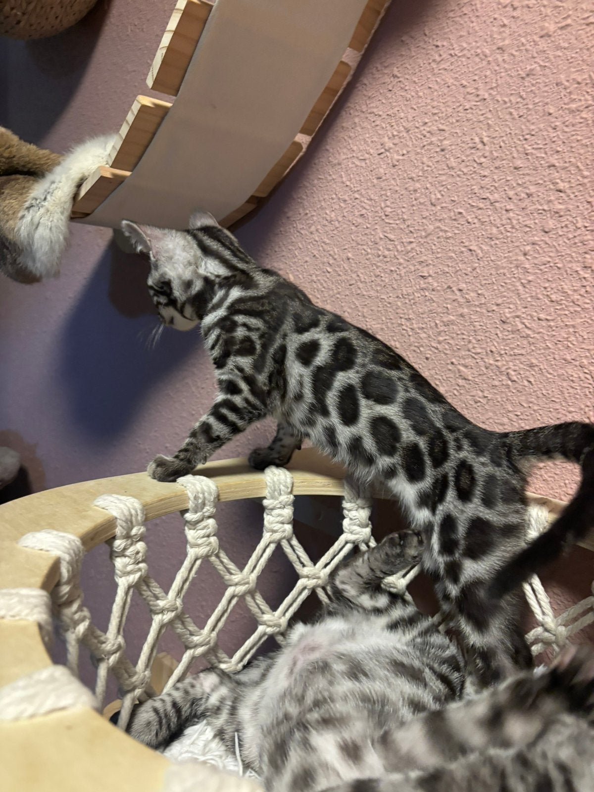 Bengaal kittens met stamboom, Meerdere dieren, Met stamboom, 0 tot 2 jaar