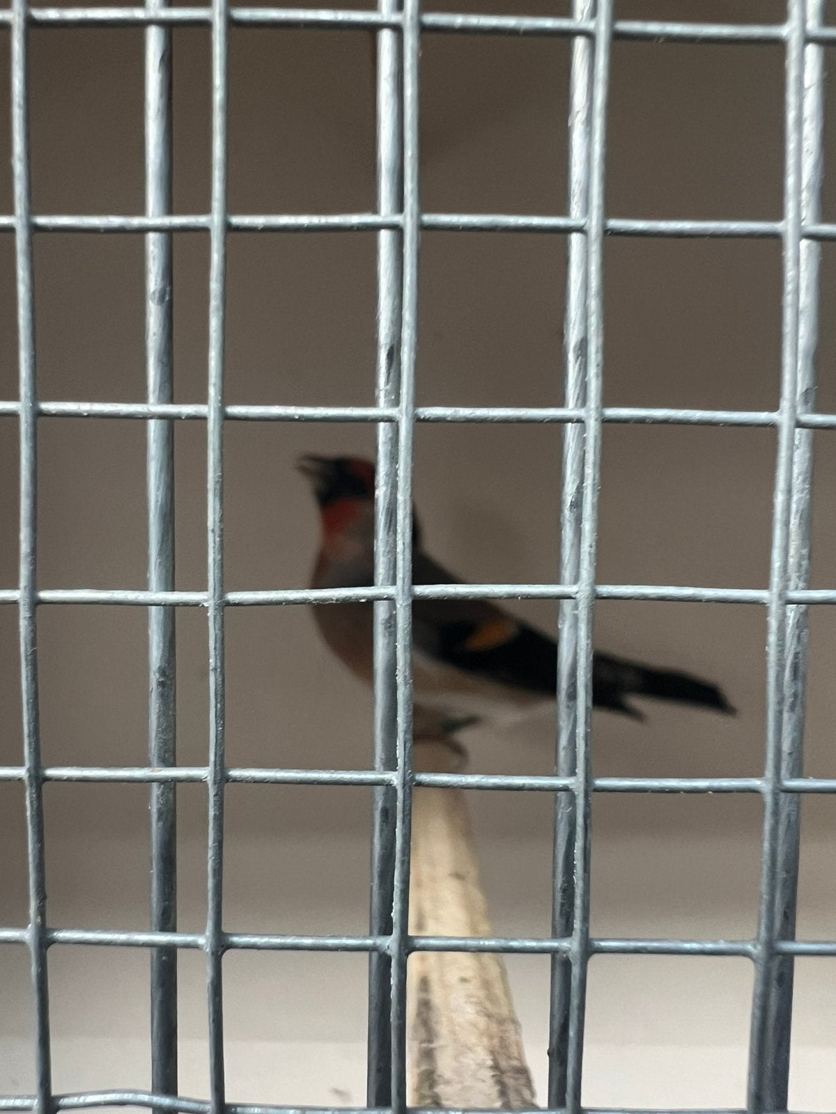 Bastaards vogels, Dieren en Toebehoren, Mannelijk, Bastaard