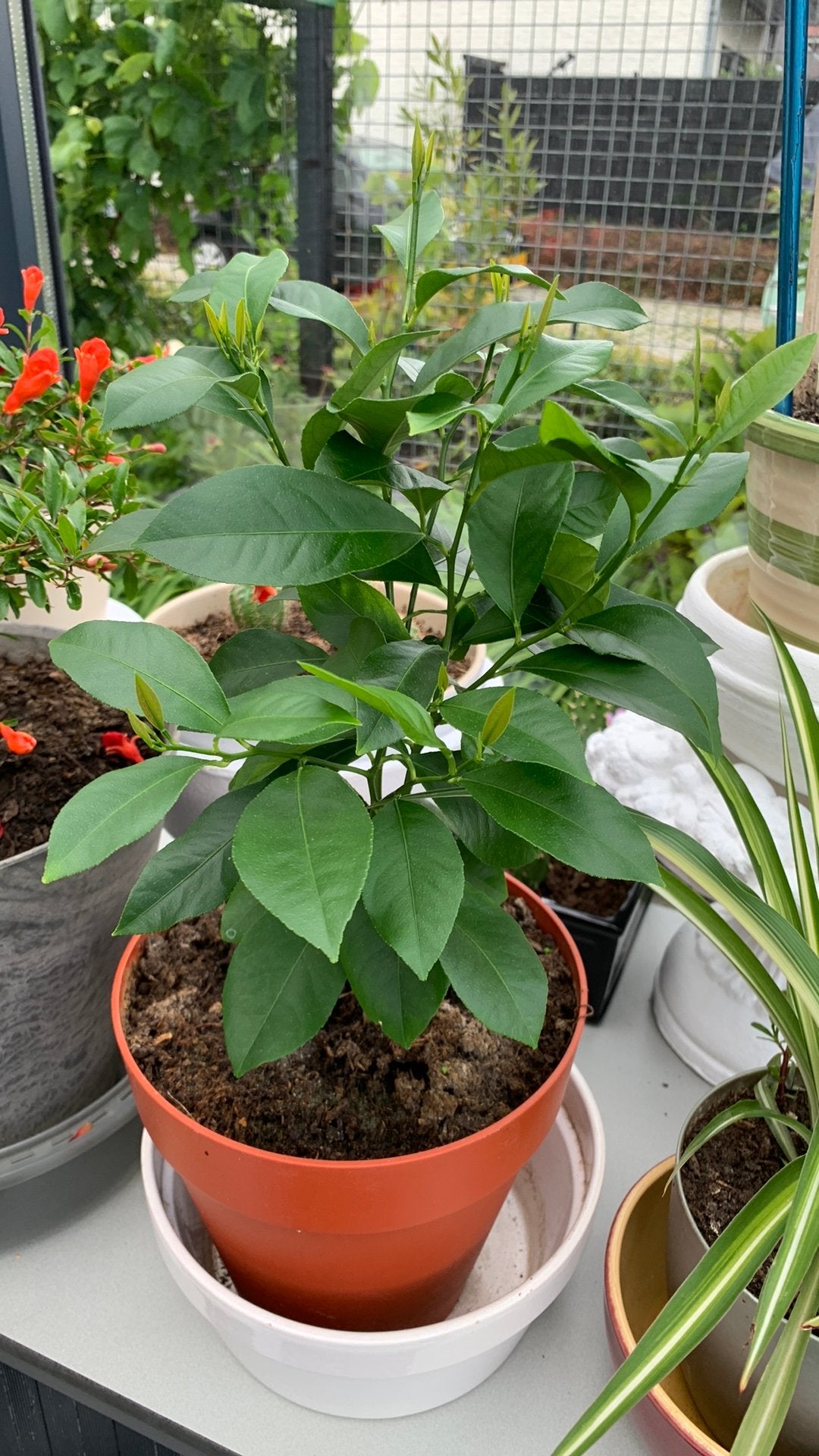 Citroenplant met pot €10, Huis en Inrichting, Kamerplanten, Ophalen, Halfschaduw, Minder dan 100 cm