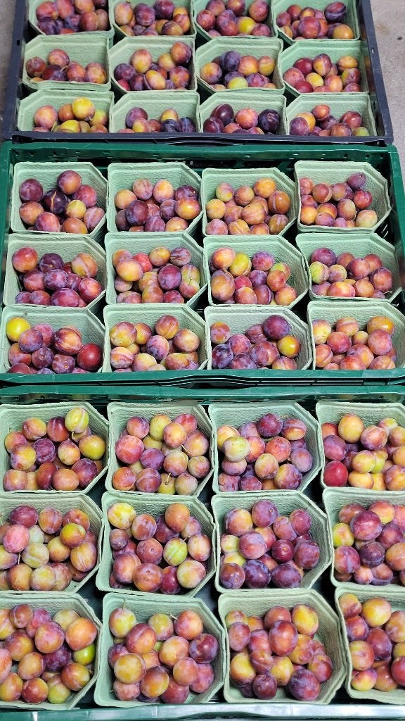 Onbespoten heerlijke zoete pruimen ( Opal ) €2 per Kilo ), Ophalen