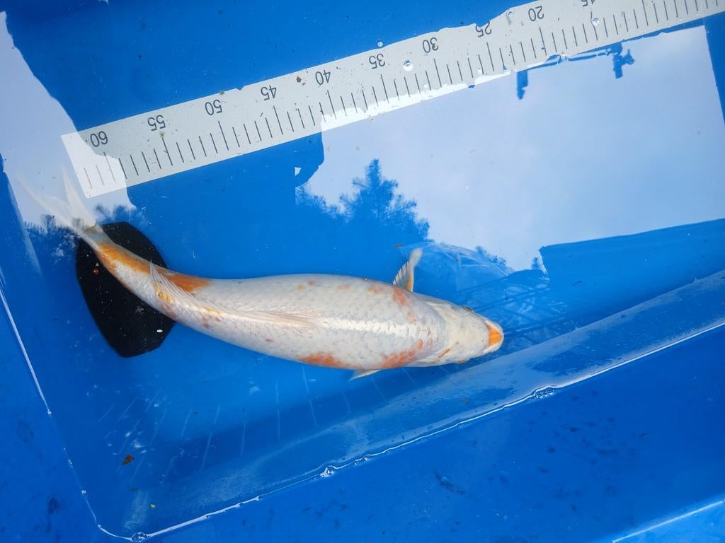 Leuke wit oranje koi 40 cm, Karper of Koi