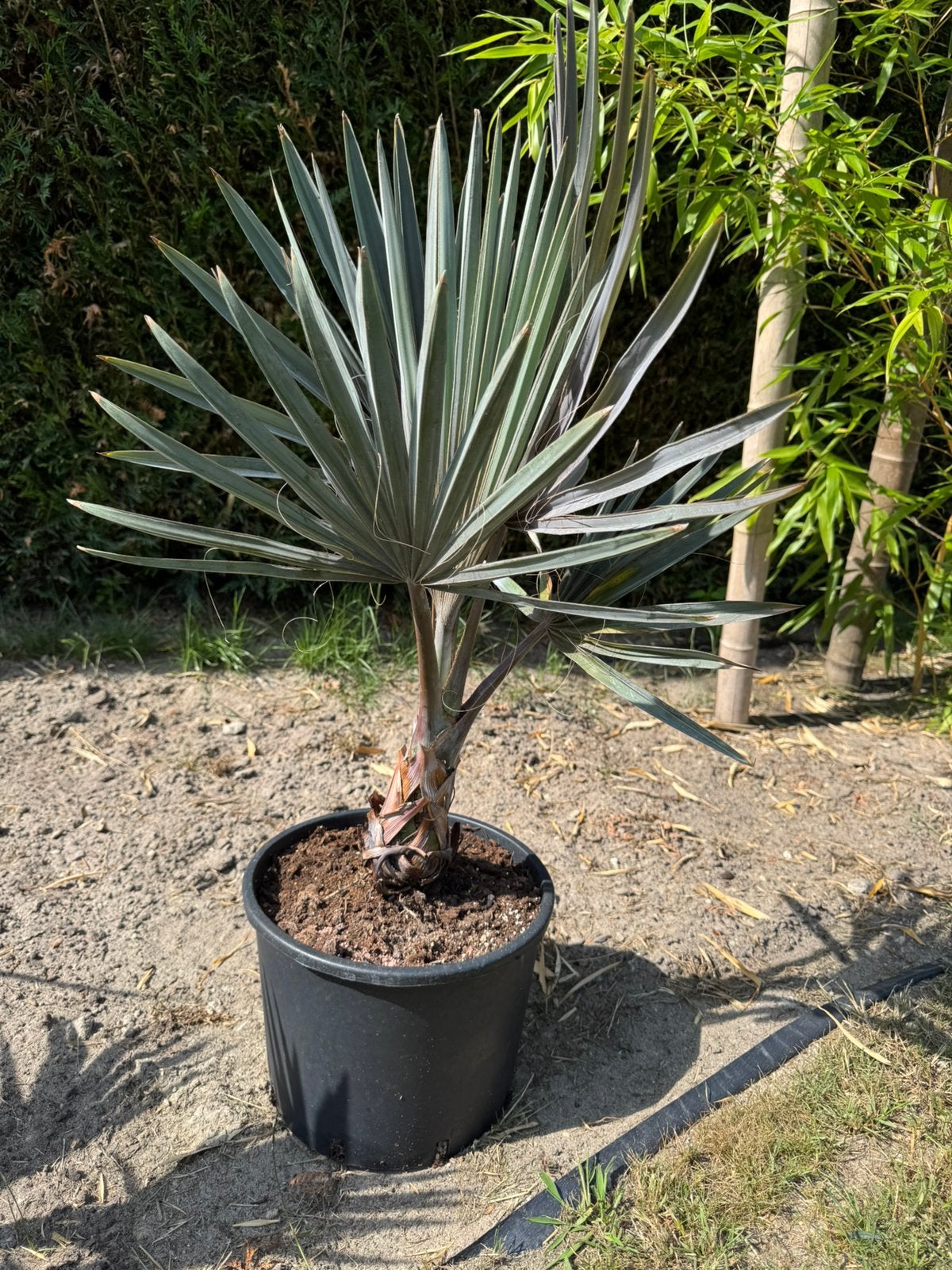 Bismarckia nobilis, Bloeit niet, Minder dan 100 cm, Palmboom, Ophalen