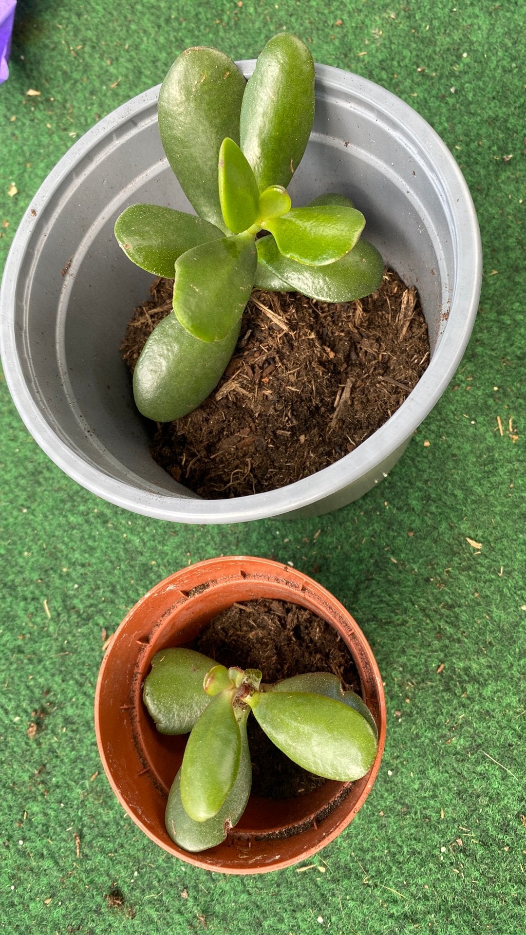 2 stekjes crassula, Ophalen of Verzenden, Halfschaduw, Minder dan 100 cm