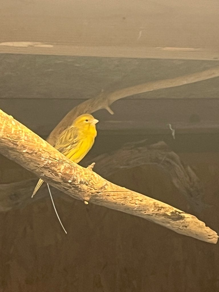 Te koop 2 kanaries, Meerdere dieren, Kleurkanarie
