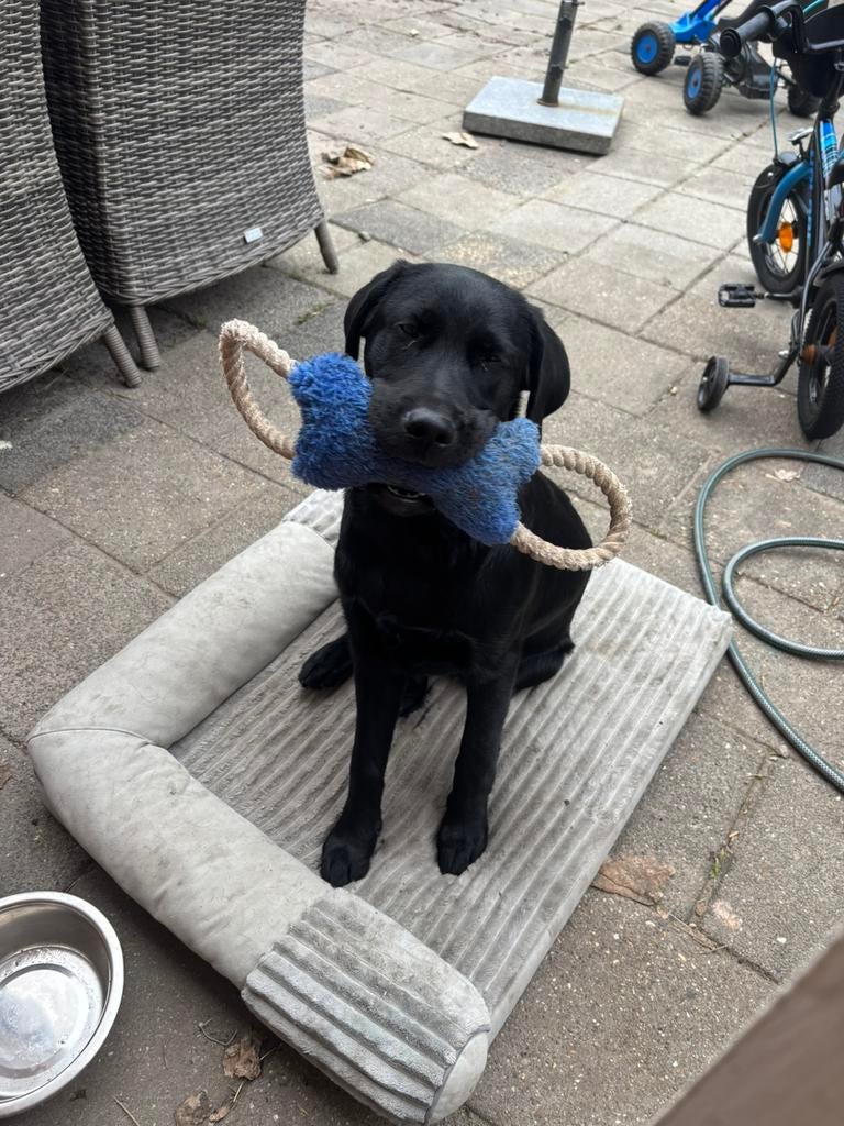 Super lieve labrador pup reu, Parvo, 15 weken tot 1 jaar, Reu, Labrador retriever