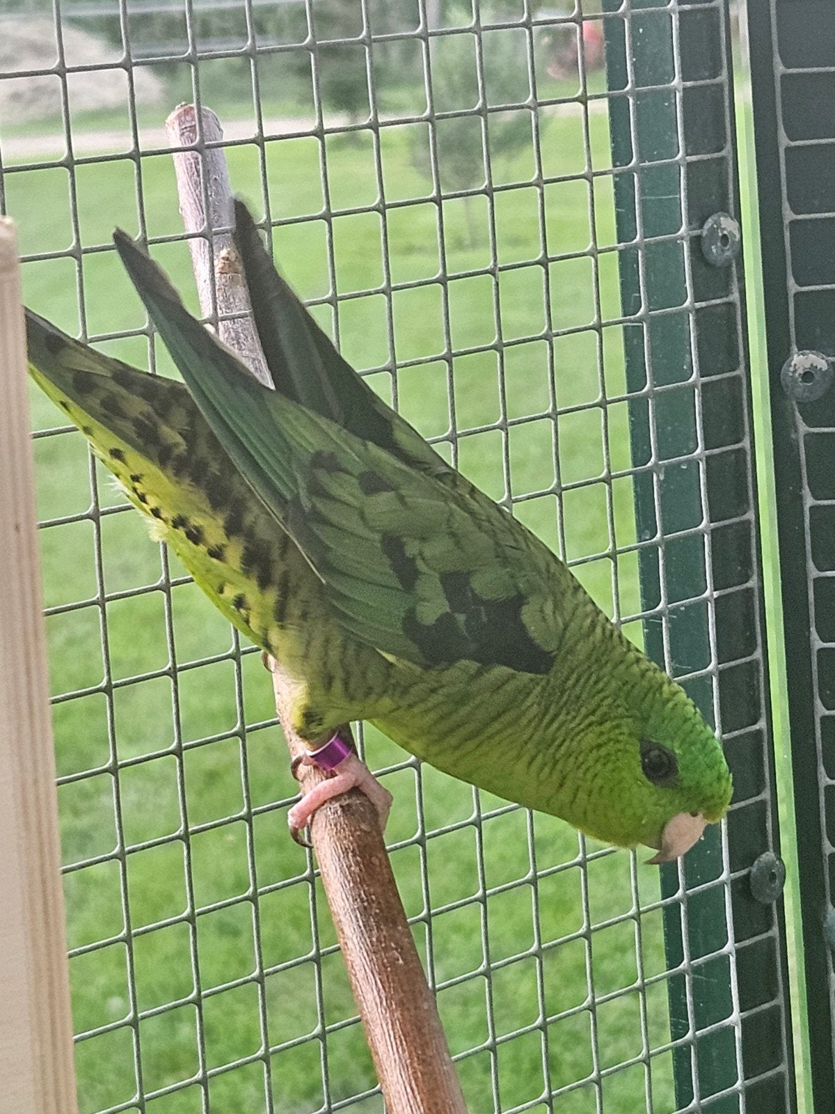 koppeltje catharina parkieten, Meerdere dieren, Parkiet