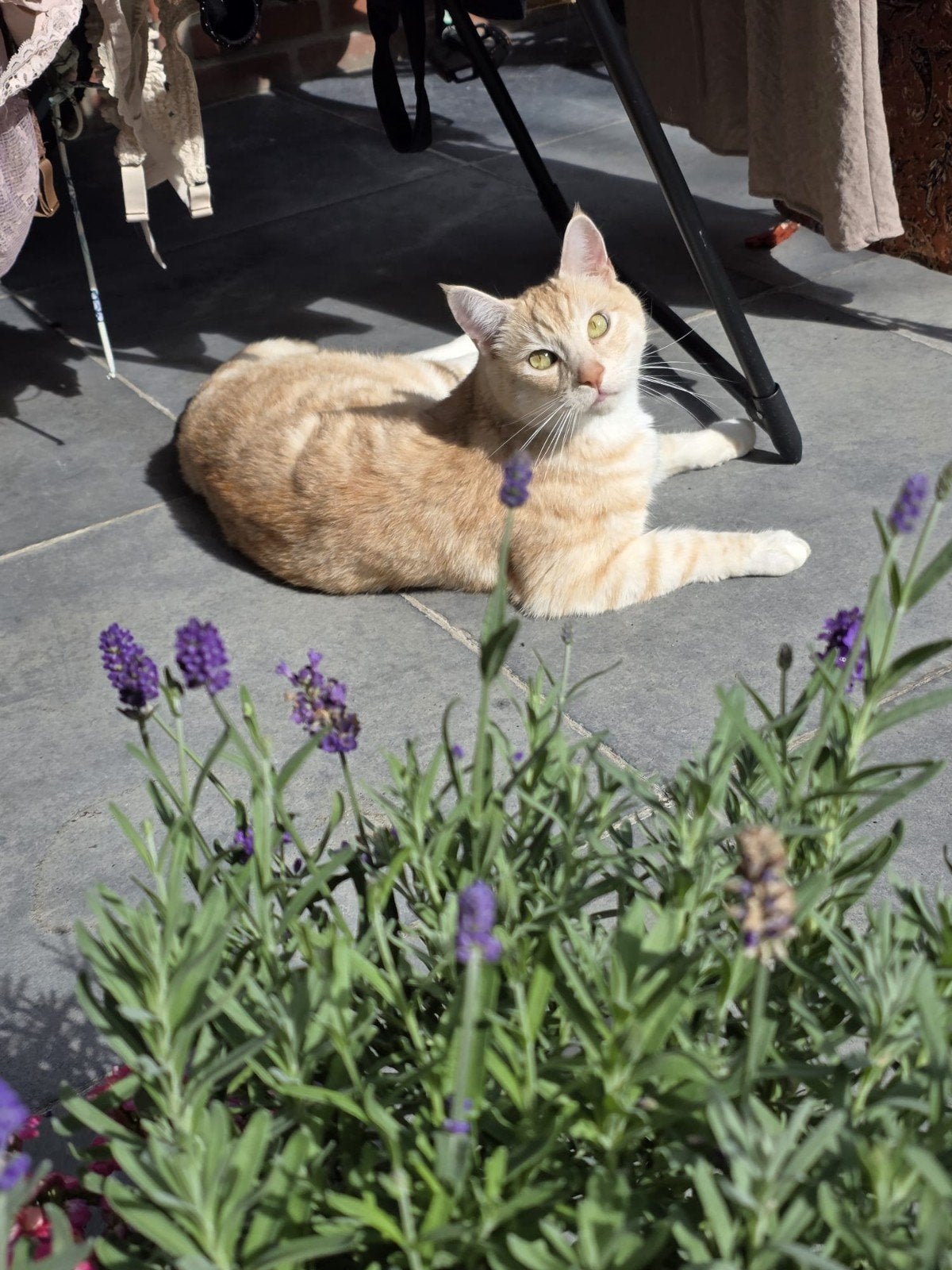 Micky knappe halve Main Coon zoekt liefdevol huisje♡, Kater, Gechipt, 3 tot 5 jaar