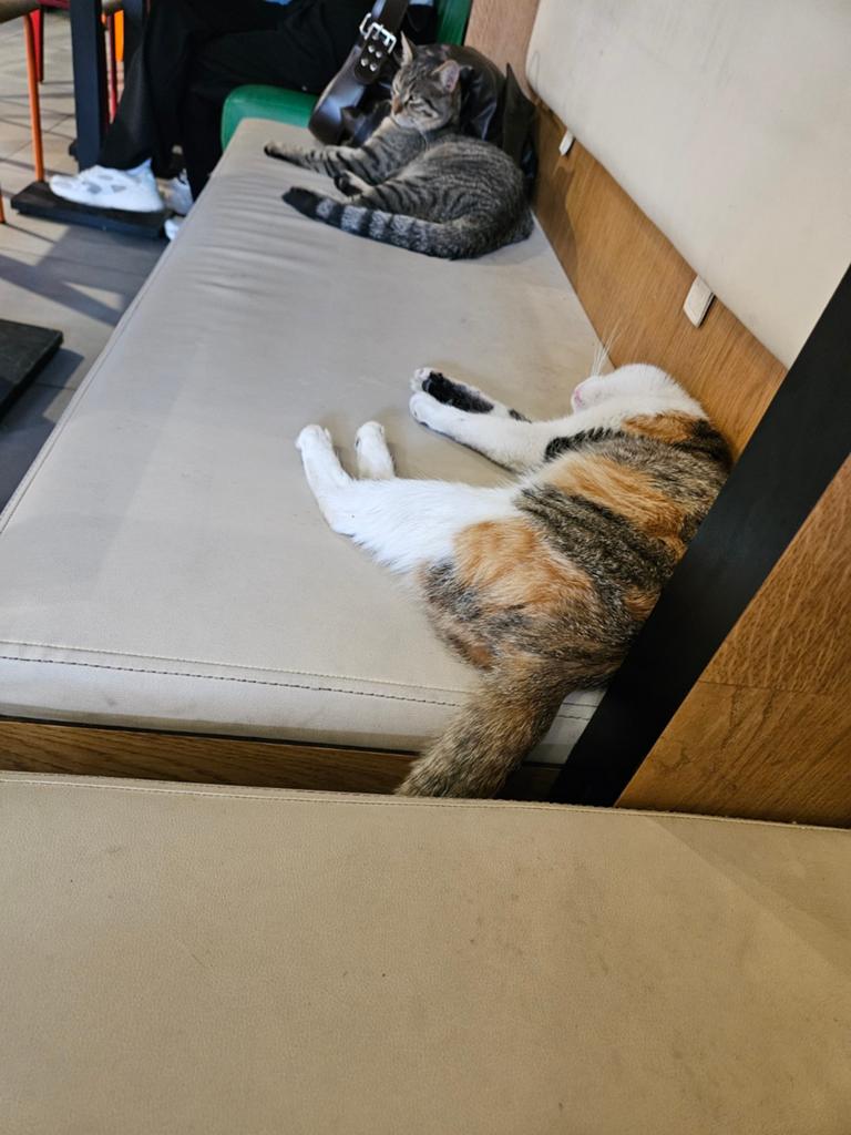 Kattenoppas gezocht bij jouw thuis, Diensten en Vakmensen