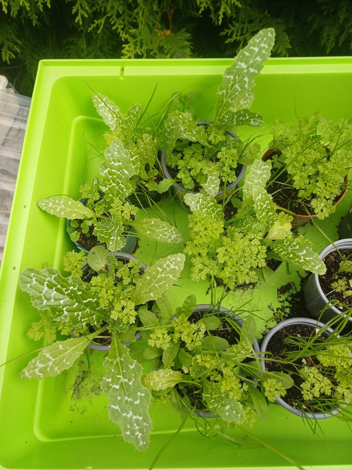 maria distel een leuke distel voor uw tuin, Ophalen, Bodembedekkers, Eenjarig, Halfschaduw
