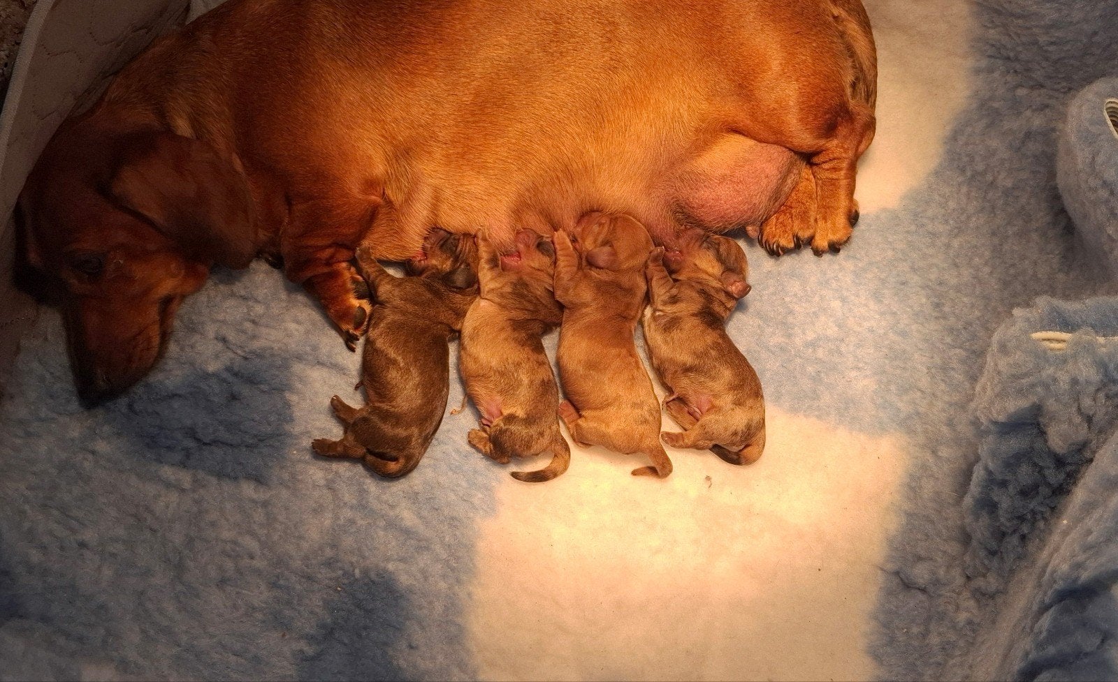 prachtige stamboom pups op komst, Dieren en Toebehoren, 8 tot 15 weken, Korthaar, Dwerg, Meerdere